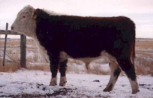 823H (18339 bytes) in Jan 2000