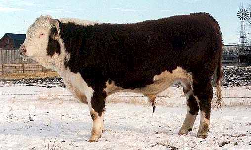 828H (25186 bytes) in Jan 2000