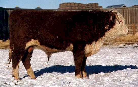 829H (24017 bytes) in Jan 2000