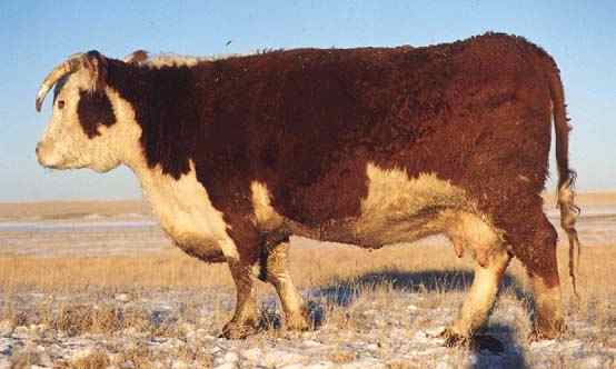 82A (20057 bytes) in Jan 2000