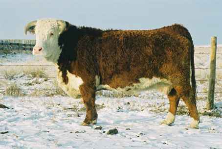 85g2.jpg (16611 bytes)