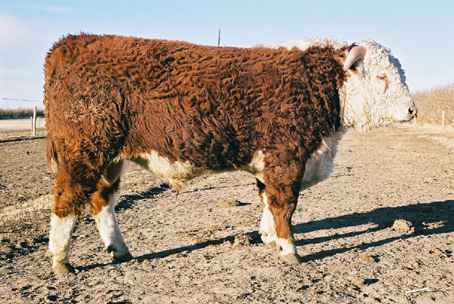 85k.jpg (24074 bytes)