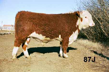 87j.jpg (20056 bytes)