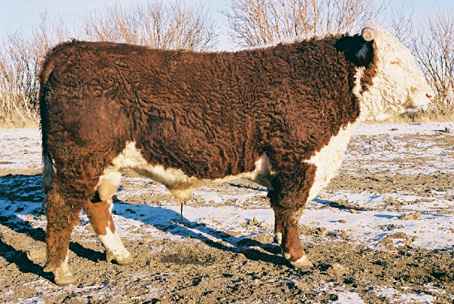 87k.jpg (26572 bytes)