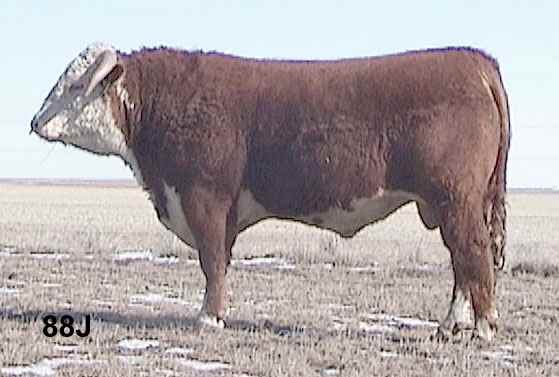 88j.jpg (23180 bytes)