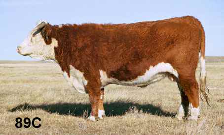 89c.jpg (14805 bytes)