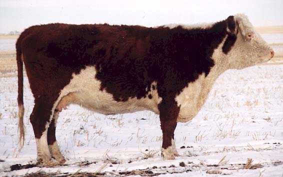 8C the dam of 191G (25737 bytes)