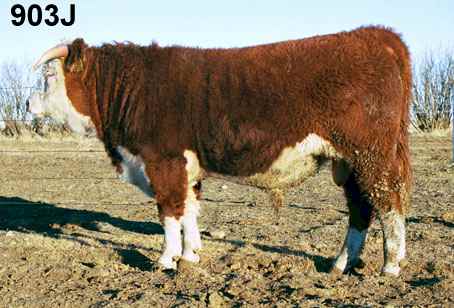 903j.jpg (23480 bytes)