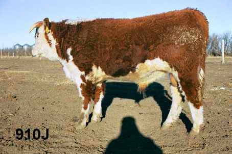 910j.jpg (18641 bytes)