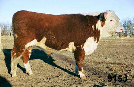 915j.jpg (17973 bytes)