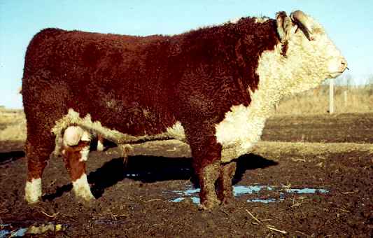 91l.jpg (25738 bytes)