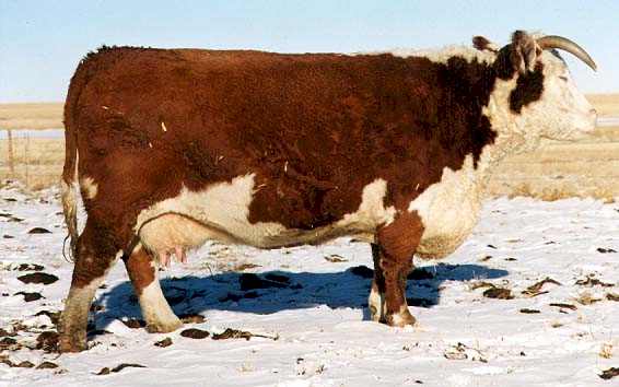 91y.jpg (29754 bytes)