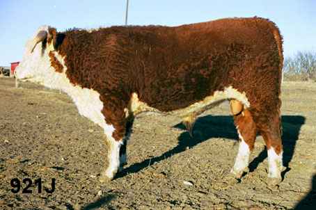 921j.jpg (20396 bytes)