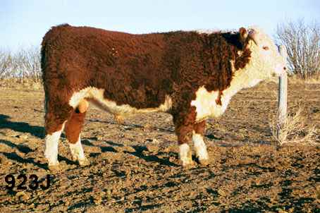 923j.jpg (24076 bytes)