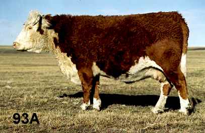 93a.jpg (17700 bytes)