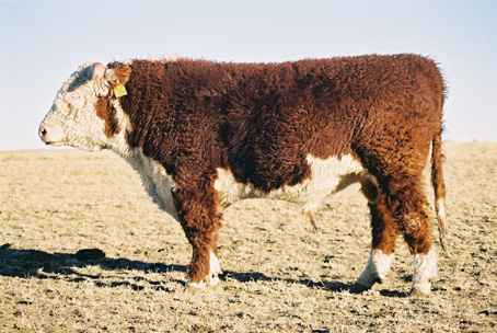 93k.jpg (20397 bytes)