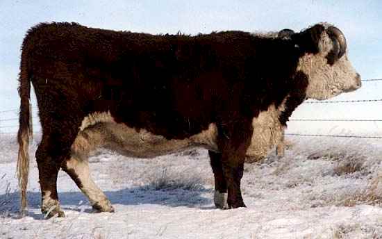 96C (20906 bytes) in Jan 2000