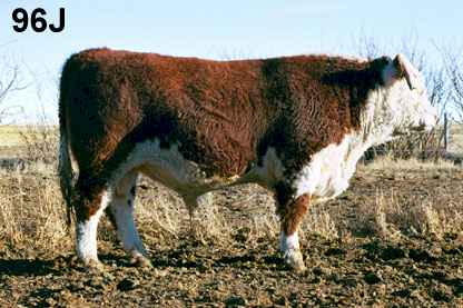 96j.jpg (20831 bytes)
