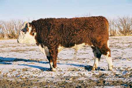 96k.jpg (23198 bytes)