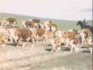 1960 cows