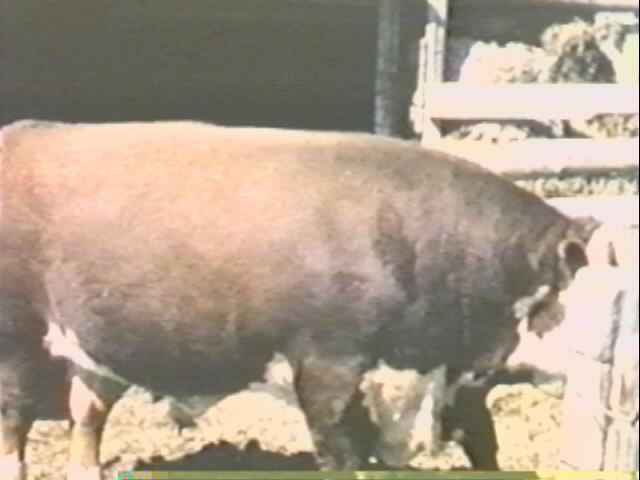 ammann1963bulls.jpg (17557 bytes)