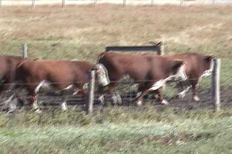 Bulls 2002 homeplace video 2