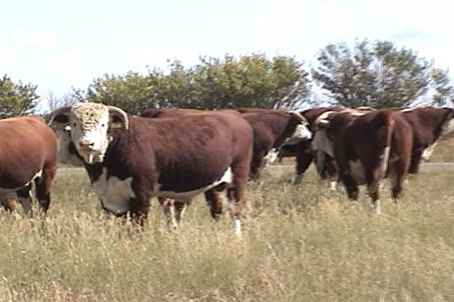 Bulls 2002 westplace video