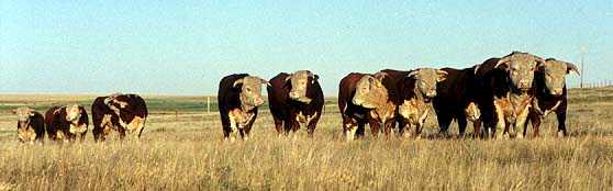 Bulls taken Fall 1999 (16286 bytes)