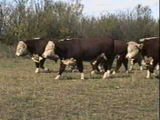 bull99videothumbnail.jpg (11k bytes)