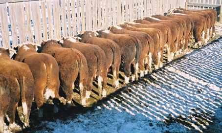 bullsabove03.jpg (23446 bytes)