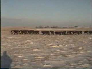 bullvideothumbnail.jpg (7205 bytes)