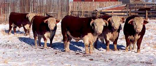 calgarybulls.jpg (25124 bytes)