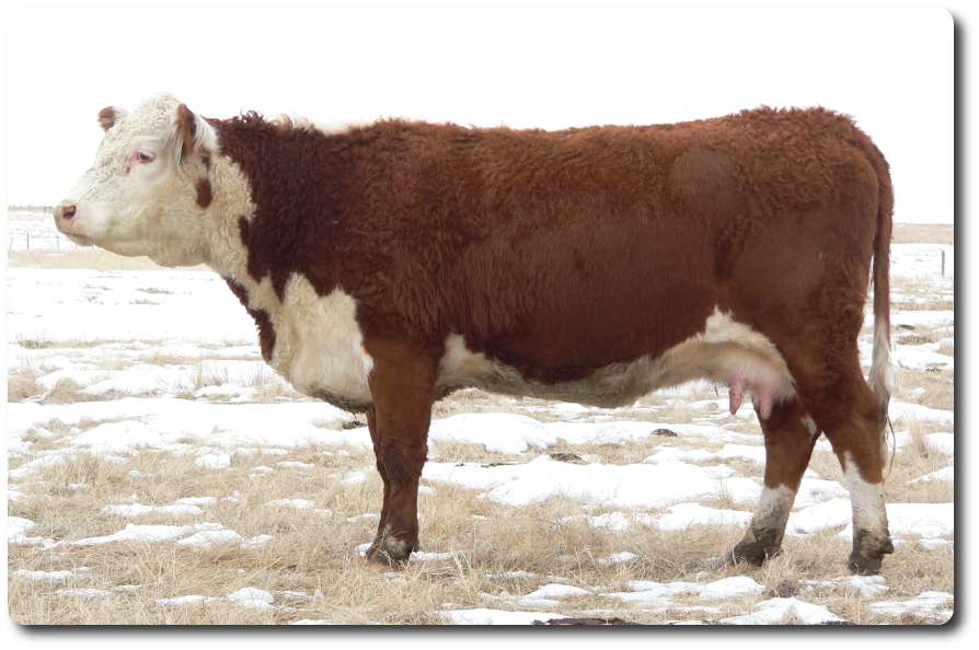 119L.jpg (67617 bytes)