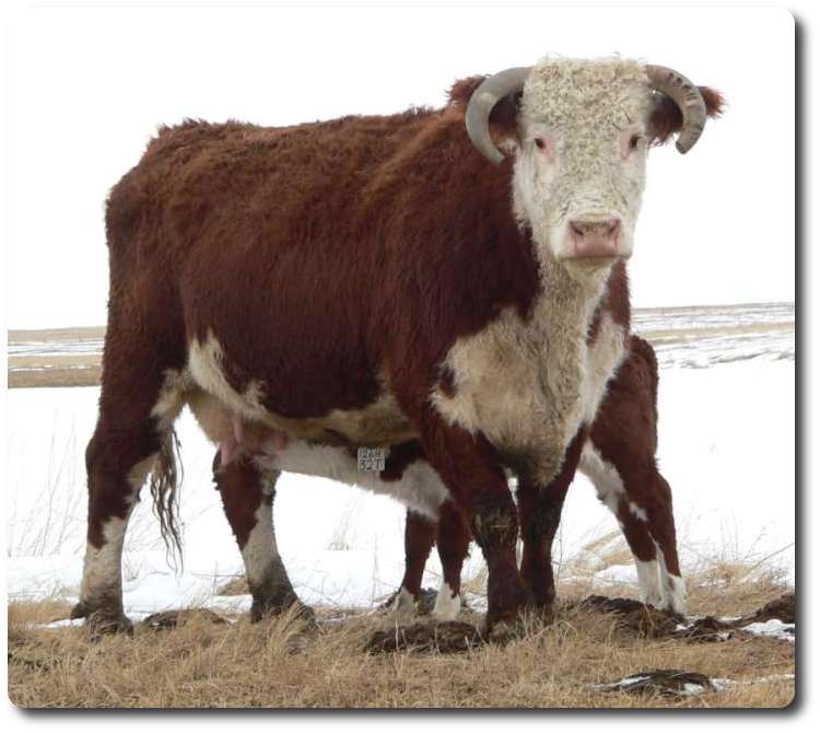 126H.jpg (61031 bytes)