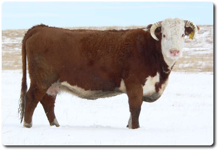 142J.jpg (47925 bytes)