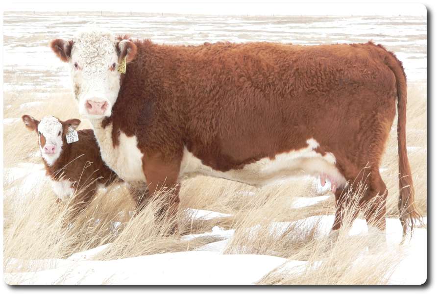 233L.jpg (75396 bytes)