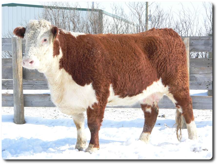 244N.jpg (91069 bytes)