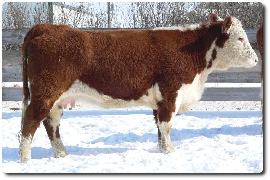 244N2.jpg (84436 bytes)