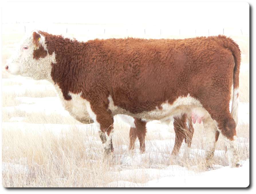 40M.jpg (72721 bytes)