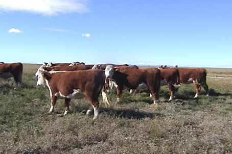 Heifers2002 video 1