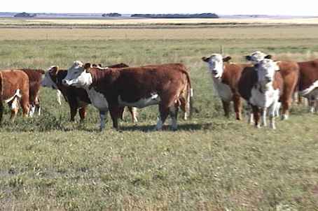 Heifers 2002 video 2