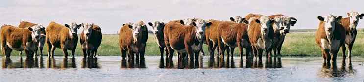 The Next Generation looking to the Future! (16935 bytes)