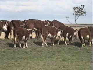 heifersgroupvideothumbnail.jpg (7350 bytes)