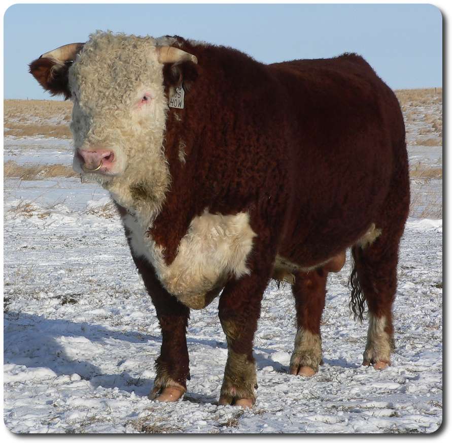 40W Jan1, 2011 front