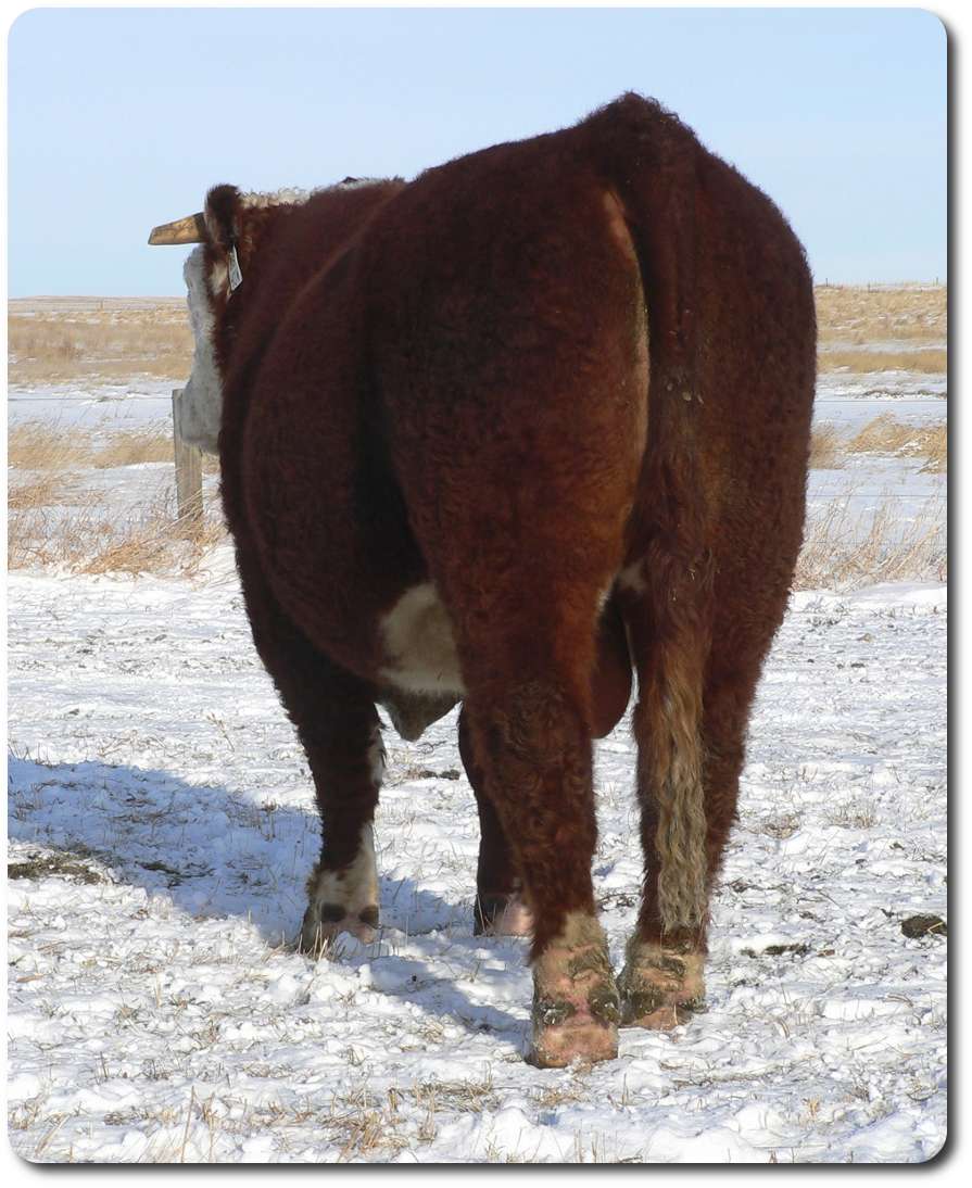 40W Jan 1, 2011 back