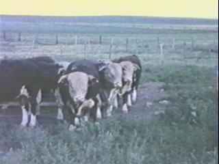 oldbulls (6873 bytes)