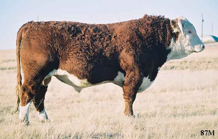 87M-05.jpg (35615 bytes)