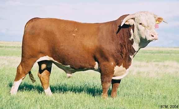 87M04.jpg (20323 bytes)